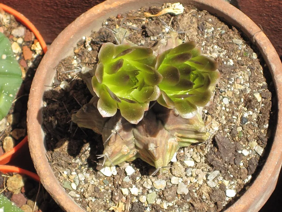 Moon Cactus