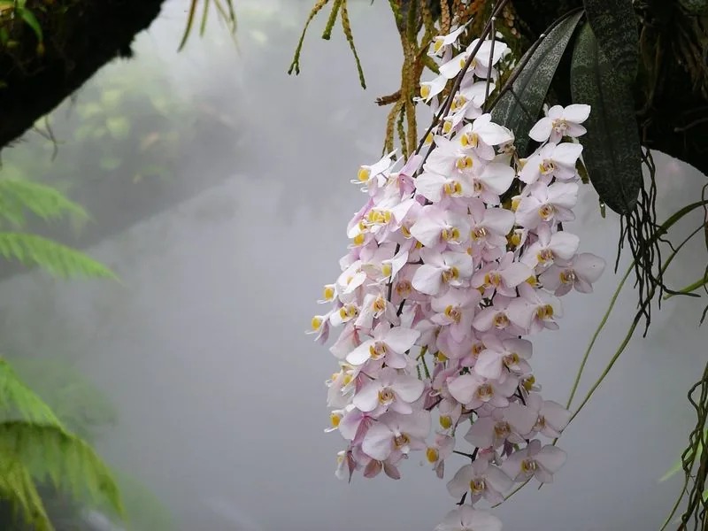 Moth Orchid