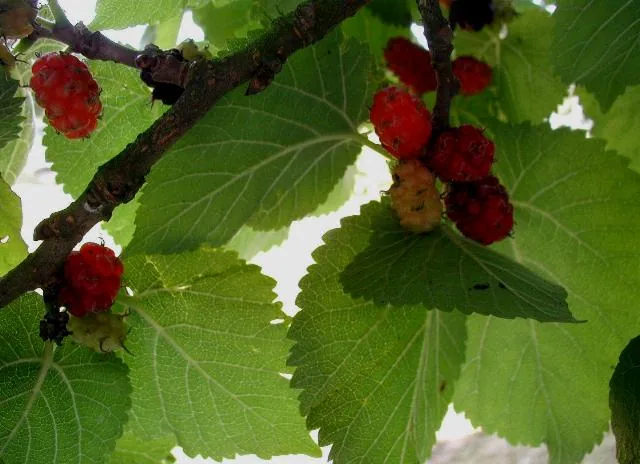 Mulberry