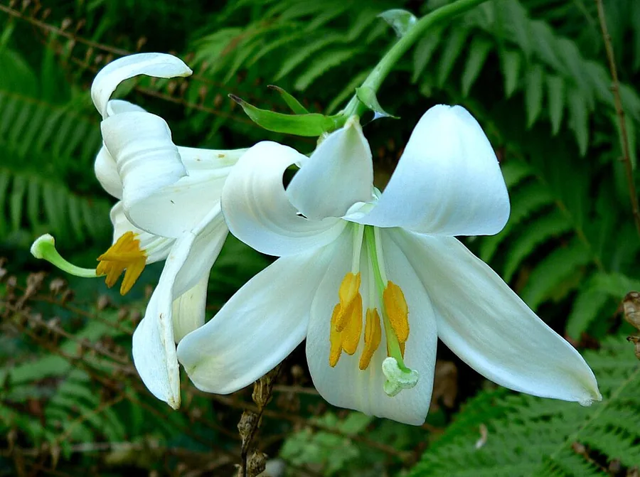 Oriental Lily