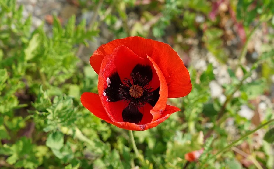Oriental Poppy
