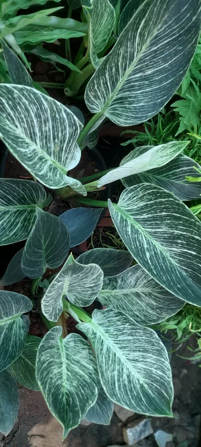 Philodendron Birkin
