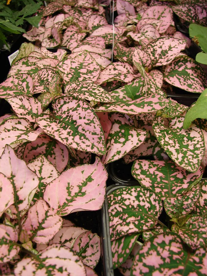 Polka Dot Plant