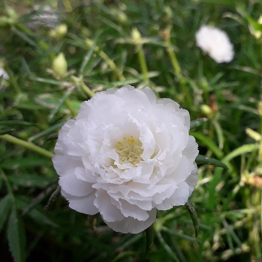 Moss Rose