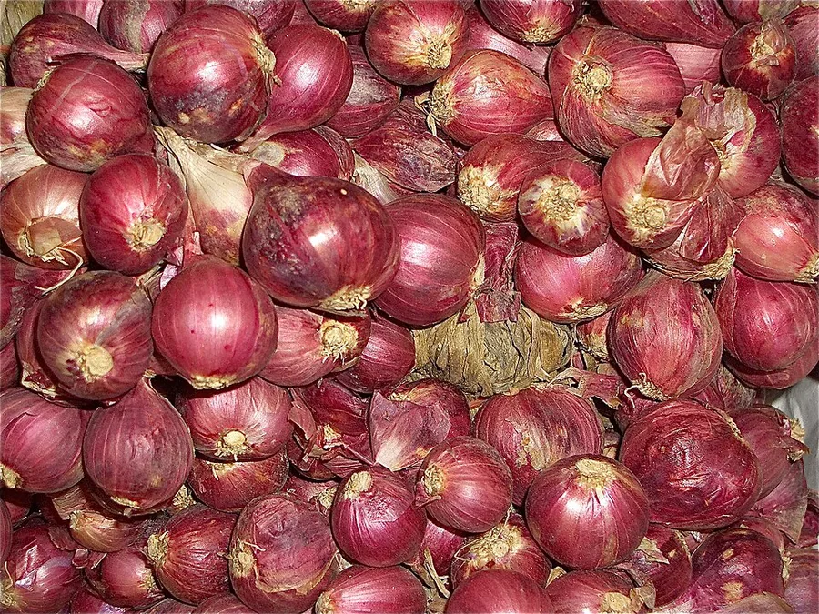 Shallot