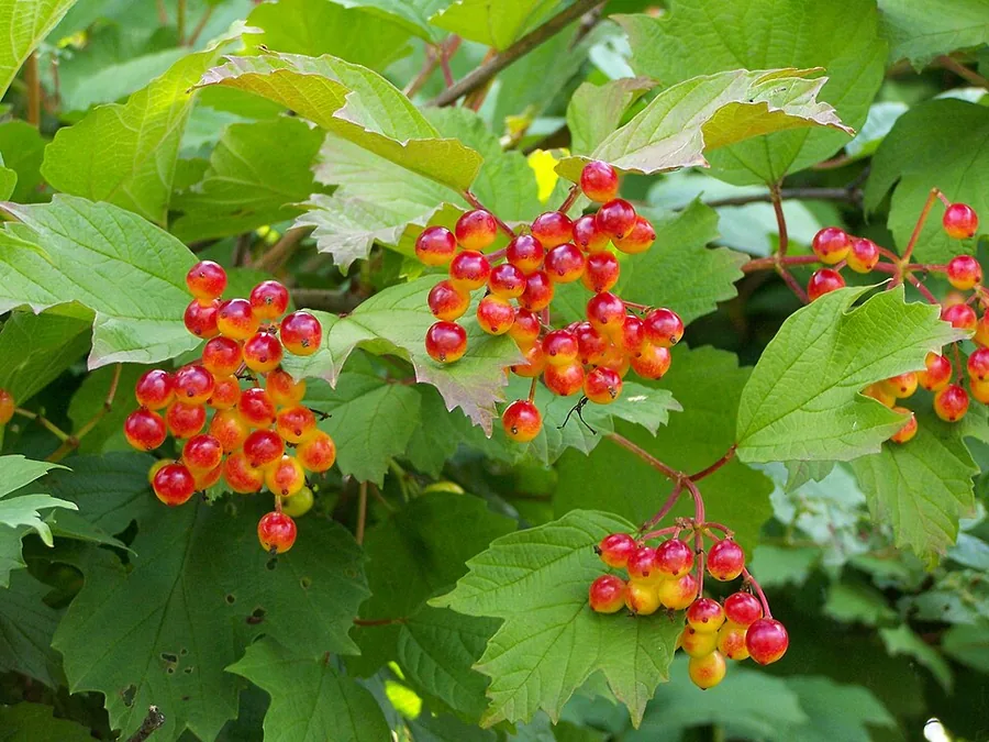 Snowball Bush