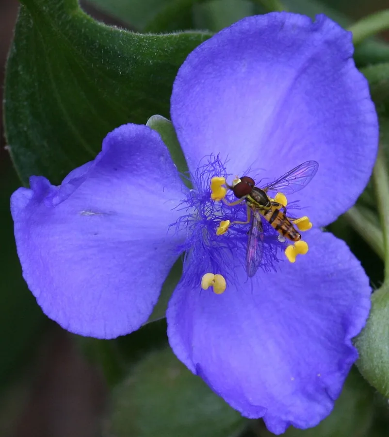 Spiderwort