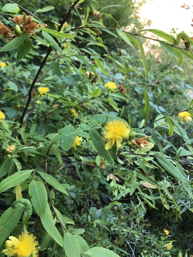 Shrubby St. John's Wort