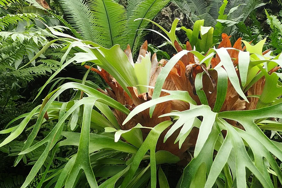 Staghorn Fern