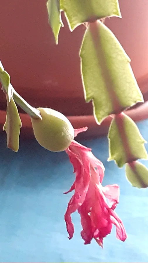 Thanksgiving Cactus