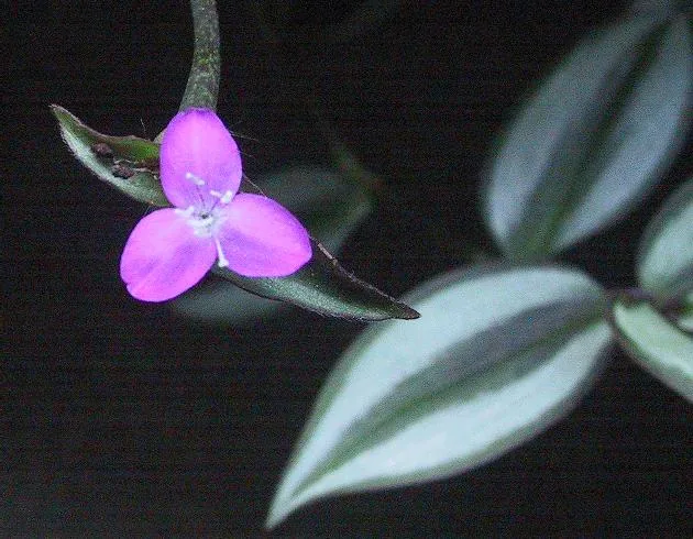 Silver Inch Plant