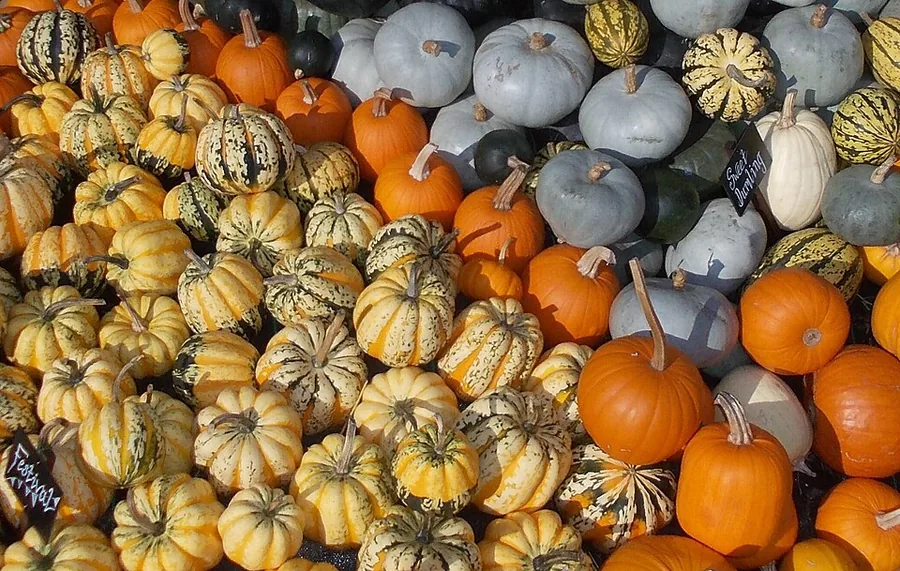 Winter Squash