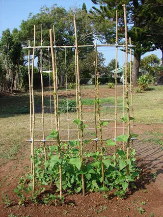 pole beans trellis supporting green bean vines in a sunny garden