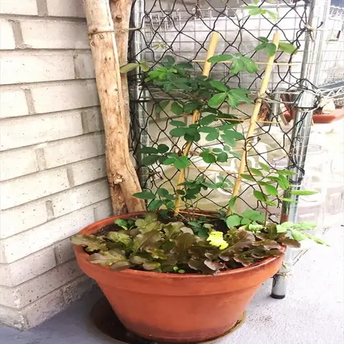 potted cup saucer vine climbing bamboo supports on a balcony