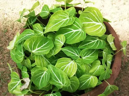 potted silver vein creeper with bright green heart-shaped leaves and white veins