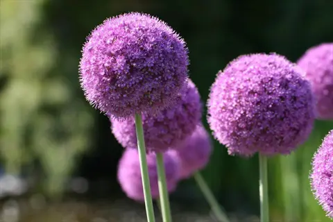purple allium globe flowers blooming on tall green stems in a sunny garden