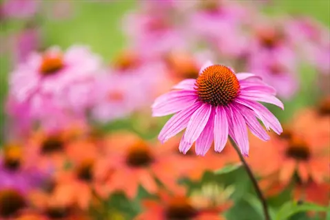 purple coneflower echinacea blooming among blurred orange flowers