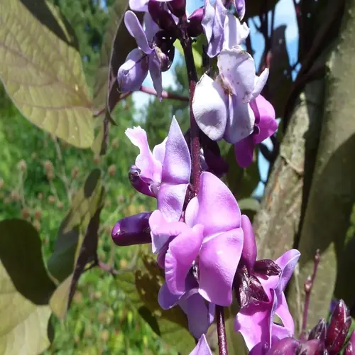 purple hyacinth bean vine with violet flowers and broad leaves in sunlight