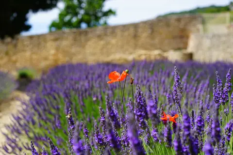 purple lavender plant garden with red poppies in bloom beside a stone wall