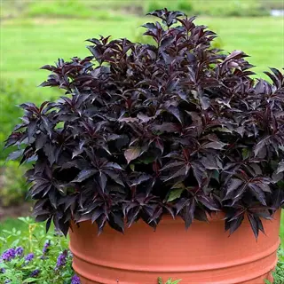 purple leaf weigela shrub in a terracotta planter with green garden background