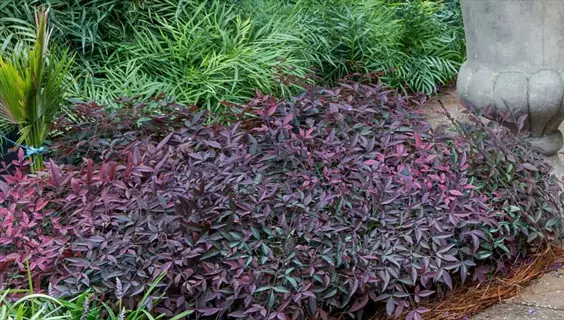 purple nandina foliage in a garden bed beside green grasses and a stone planter