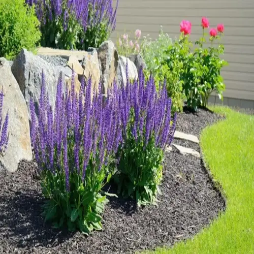 purple rain garden flowers with pink roses, mulch, rocks, and a green lawn