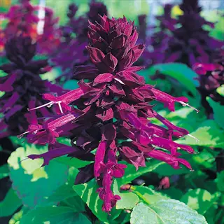 purple salvia spikes with magenta tubular flowers and green leaves