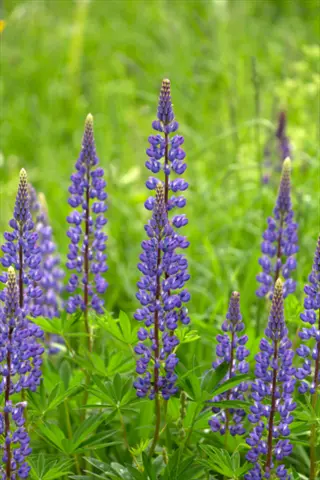 purple wild lupine flowers blooming in a green meadow
