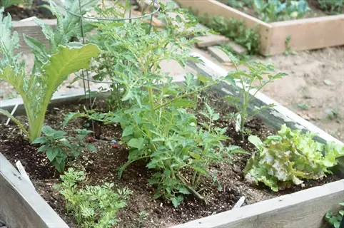 raised chives carrots garden bed with tomato, lettuce, and herbs growing in soil