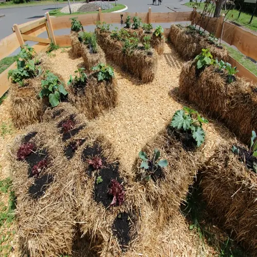 raised straw bale garden with vegetables and mulch paths in a fenced outdoor plot