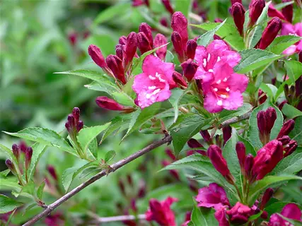 reblooming pink weigela flowers with green leaves and unopened buds