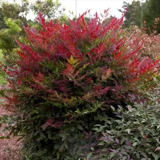 red and green nandina foliage shrub growing in a garden border