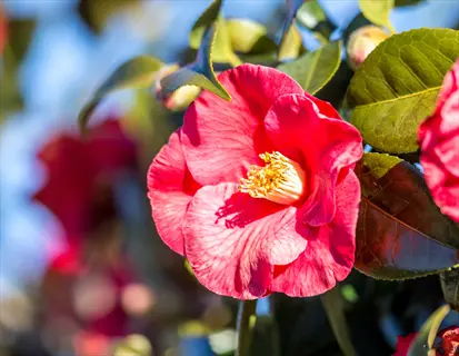red camellia flower closeup in bright sunlight with green leaves