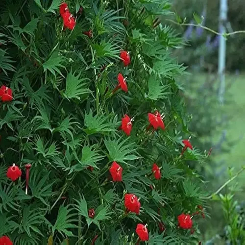 red cardinal climber flowers blooming among lush green vine foliage