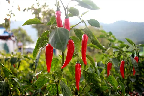 red chili peppers growing on a pepper plant garden in sunlight