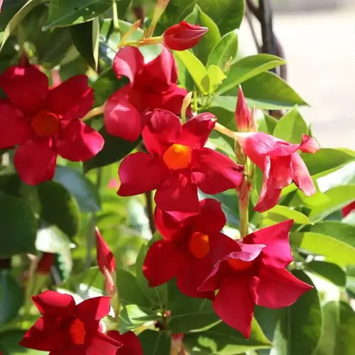 red dipladenia flowers blooming among glossy green leaves