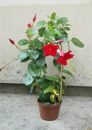 red dipladenia pot with glossy green leaves and blooming red flowers