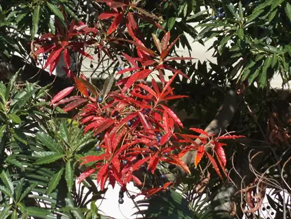 red flaming silver pieris foliage with glossy green leaves in sunlight