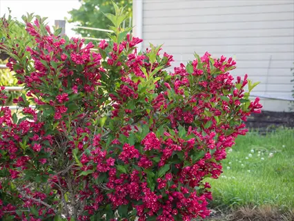 red prince weigela flowers blooming on a garden shrub near a lawn