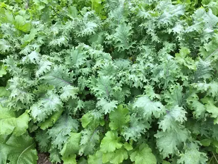 red russian kale plants growing densely in a garden bed with frilly green leaves