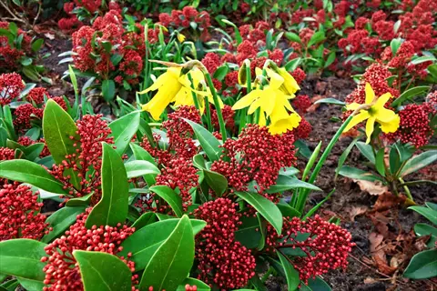 red skimmia berries with glossy green leaves and yellow daffodils in a garden bed