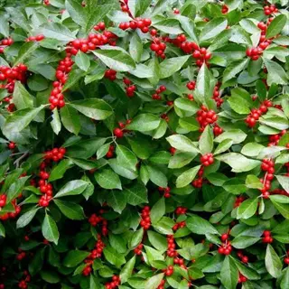 red sprite winterberry berries on a leafy green shrub