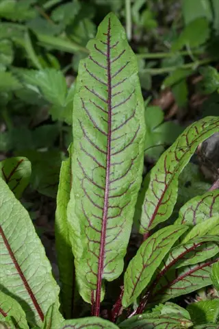 red veined sorrel leaves with green blades and burgundy veins growing outdoors