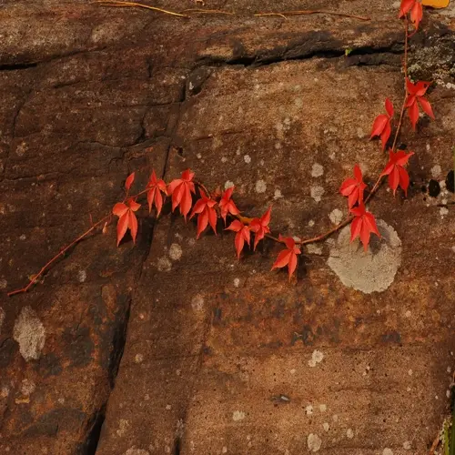 red virginia creeper fall leaves trailing across a textured brown rock surface