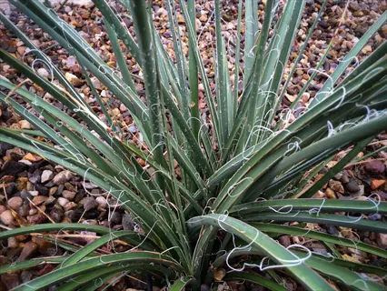 red yucca hesperaloe plant with narrow green leaves and curling white fibers in gravel