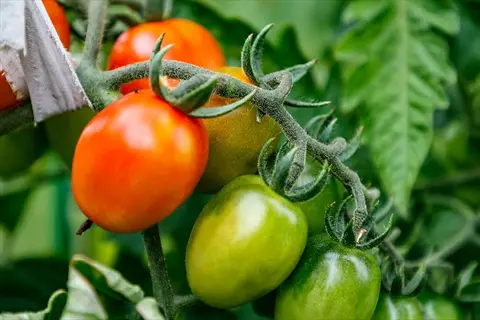 ripe and green tomatoes growing on a determinate tomato plant