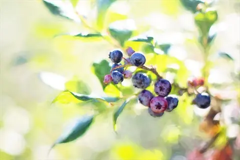 ripe blueberries on bush in soft sunlight