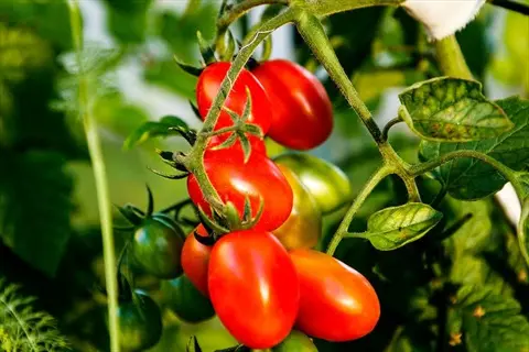 ripe red tomatoes growing on a determinate tomato plant vine