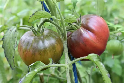 ripening tomatoes growing on a beefsteak tomato plant in a garden