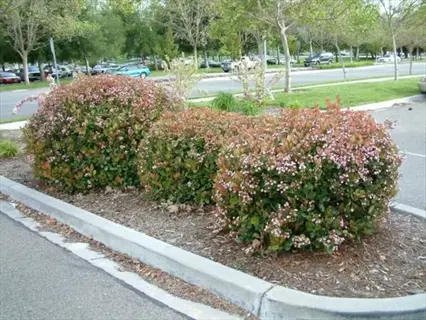rose creek abelia shrub with pink blooms in a landscaped parking lot island